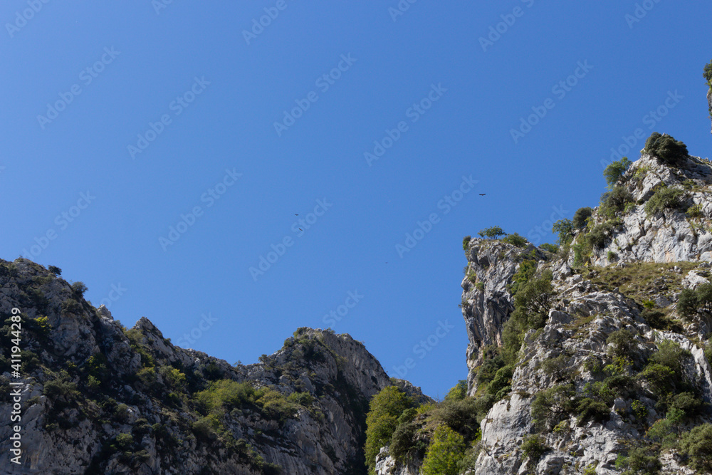 Mountain griffon vultures flying. Vultures on the cliffs of Picos de Europa National Park, Poncebos, Spain.