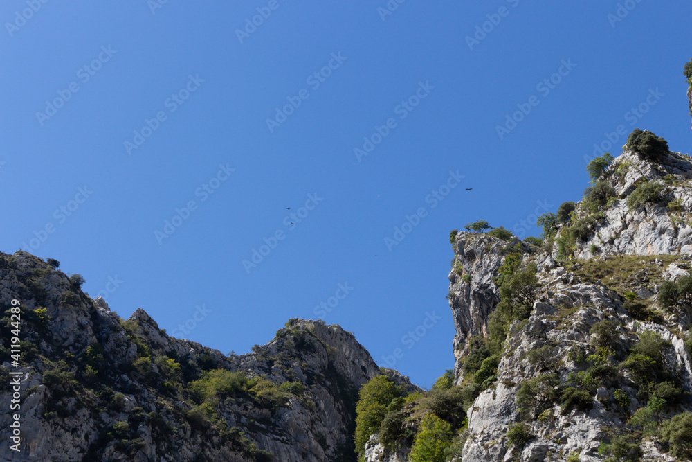 Mountain griffon vultures flying. Vultures on the cliffs of Picos de Europa National Park, Poncebos, Spain. Mountain griffon vultures flying. Vultures on the cliffs of Picos de Europa National Park, Poncebos, Spain.