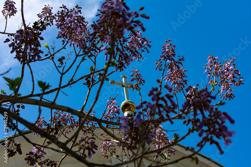 Adam's Tree and the Church