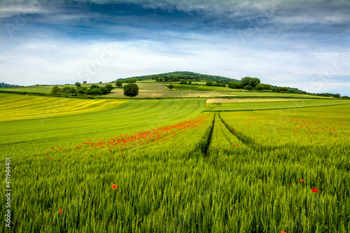 Poppies in a field of wheat in Auvergne Rhone Alpes, France photo