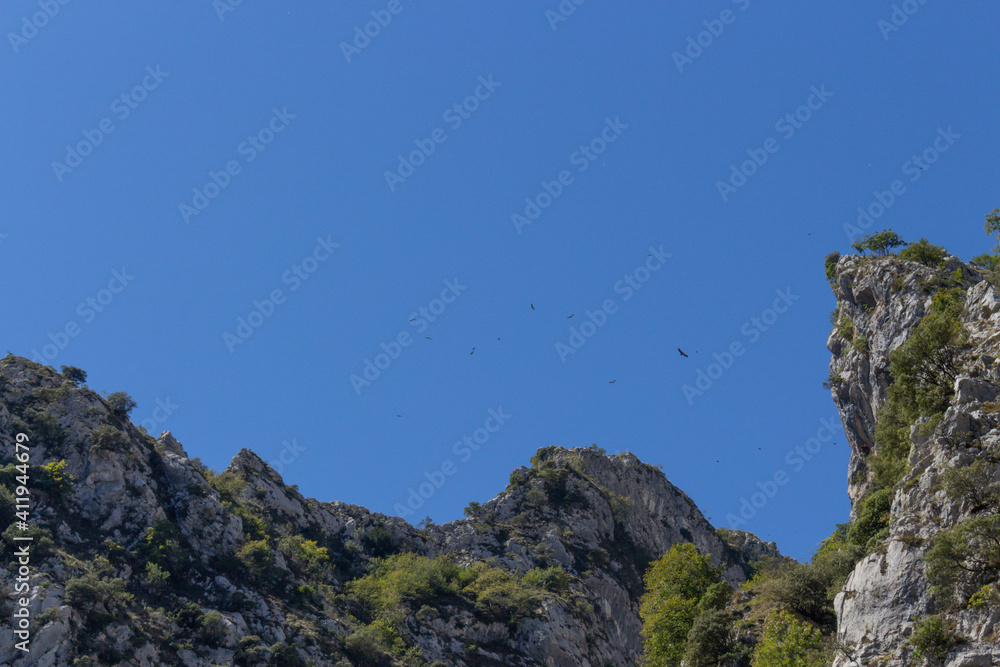 Mountain griffon vultures flying. Vultures on the cliffs of Picos de Europa National Park, Poncebos, Spain.