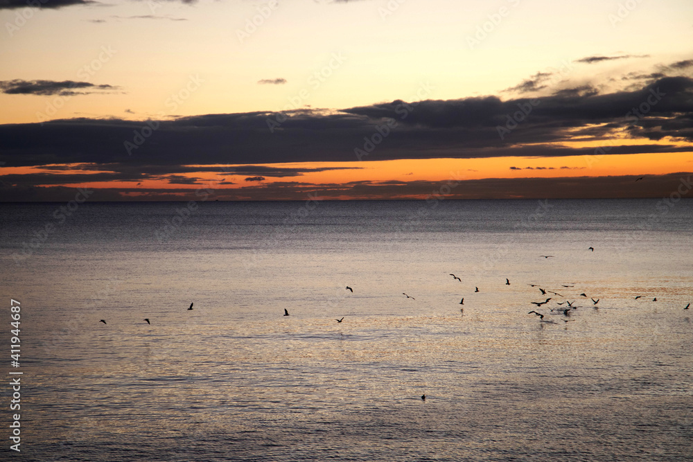Group of seagulls flying above the sea at sunrise