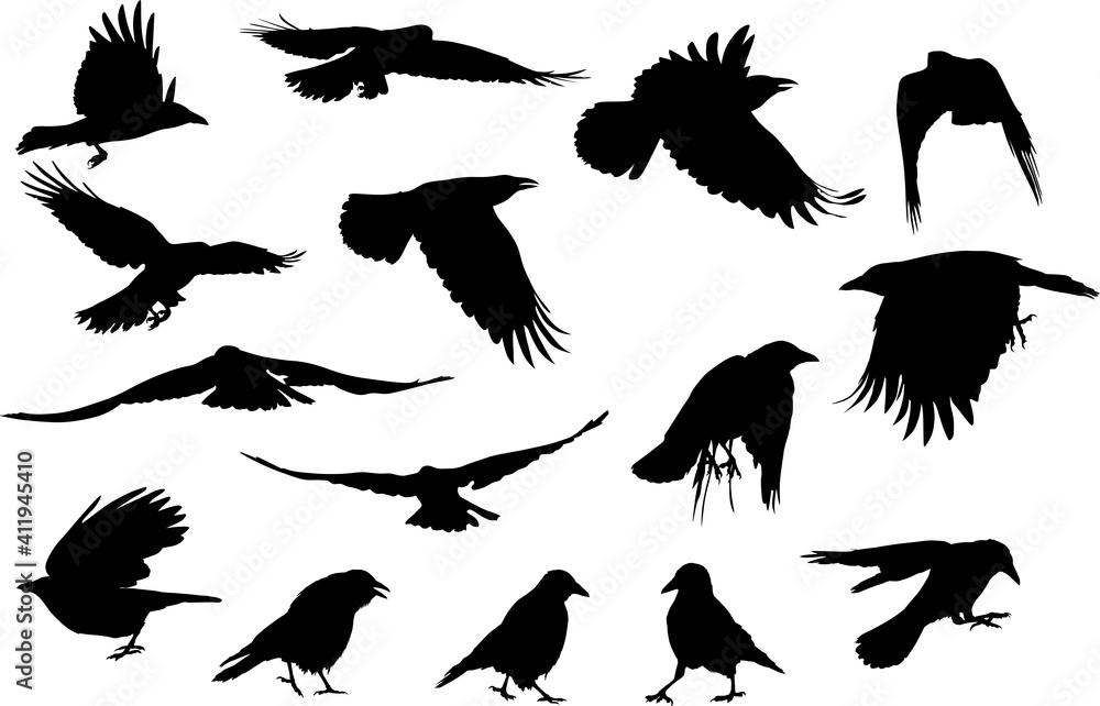 Obraz premium group of fifteen crow black silhouettes on white