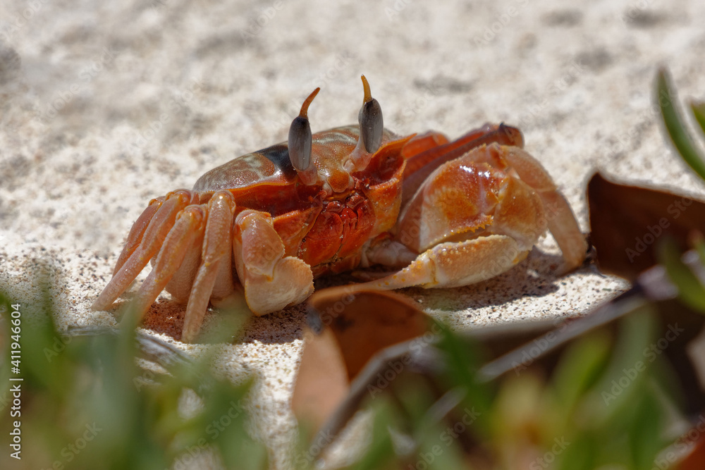Painted ghost crab or Cart driver crab (Ocypode gaudichaudii) in Galapagos Islands, Ecuador Painted ghost crab or Cart driver crab (Ocypode gaudichaudii) in Galapagos Islands, Ecuador