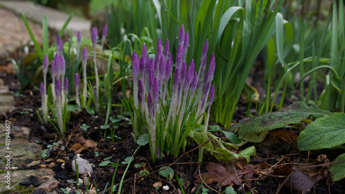 Spring scene showing purple crocus flowers in bud with foliage