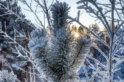 snow covered cedar