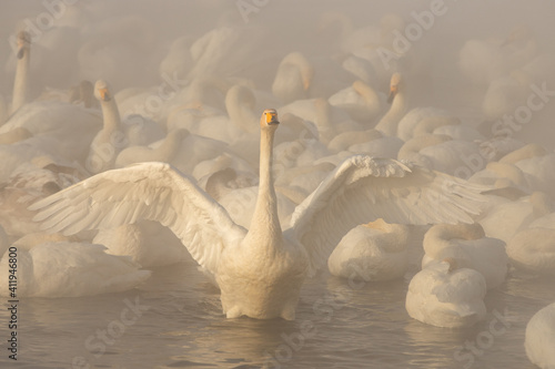 Swan of Altai
