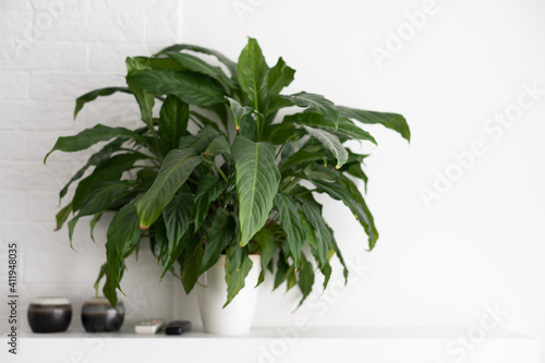 Slika na platnu horizontal image of a bright living room with a large tropical houseplant, giant