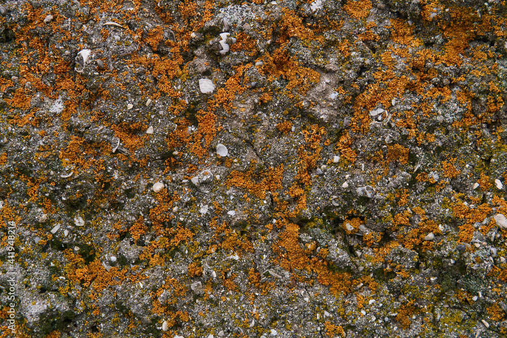 background, texture - a limestone surface with fossil shells, covered with orange lichen background, texture - a limestone surface with fossil shells, covered with orange lichen