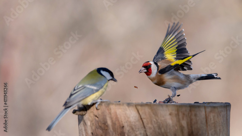 goldfinch, carduelis carduelis on the bird feeder