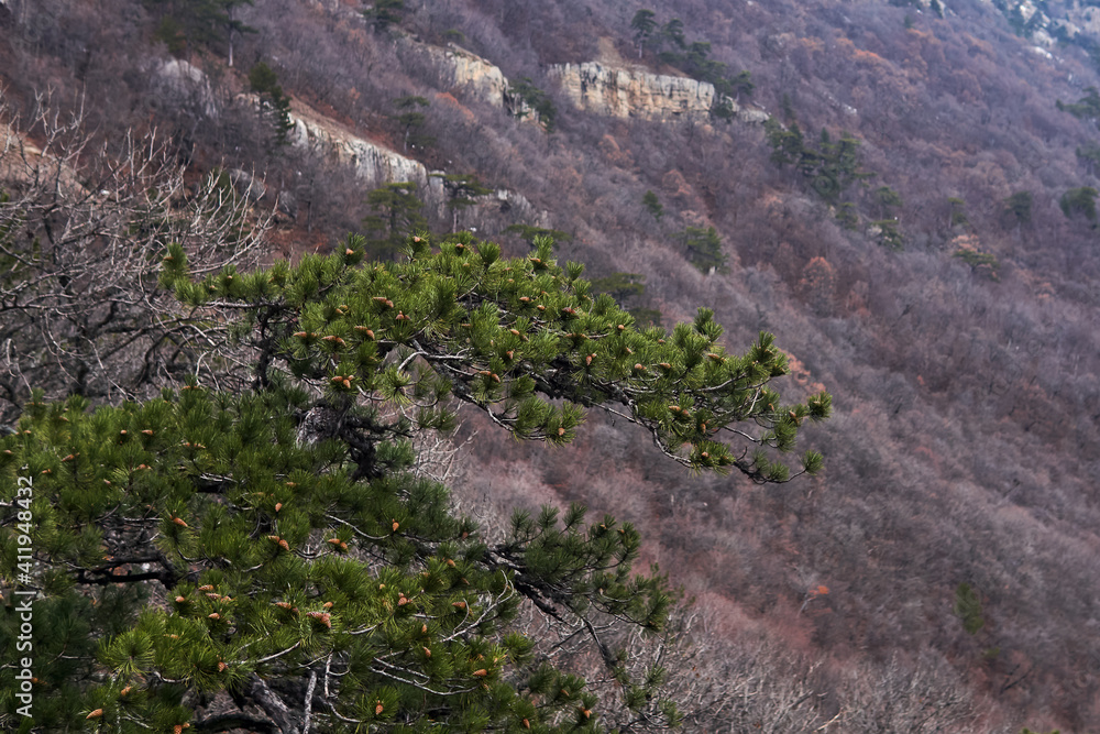 green branch of a mountain pine with cones against the background of a distant blurred mountain slope overgrown with a leafless forest green branch of a mountain pine with cones against the background of a distant blurred mountain slope overgrown with a leafless forest