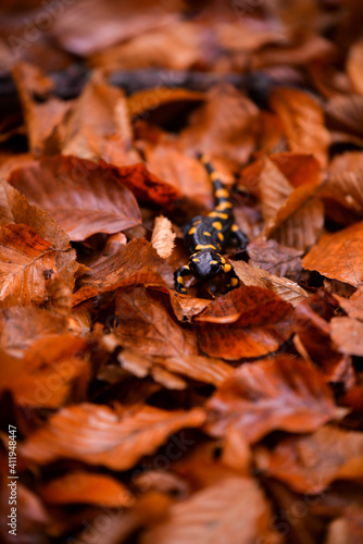 salamander walking through the beech forest. Caudata amphibian reptile on colored leaves in rainy weather