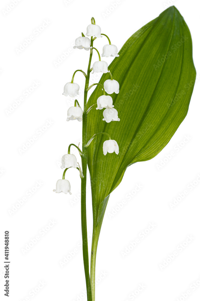 White flowers of lily of the valley, lat. Convallaria majalis, isolated on white background