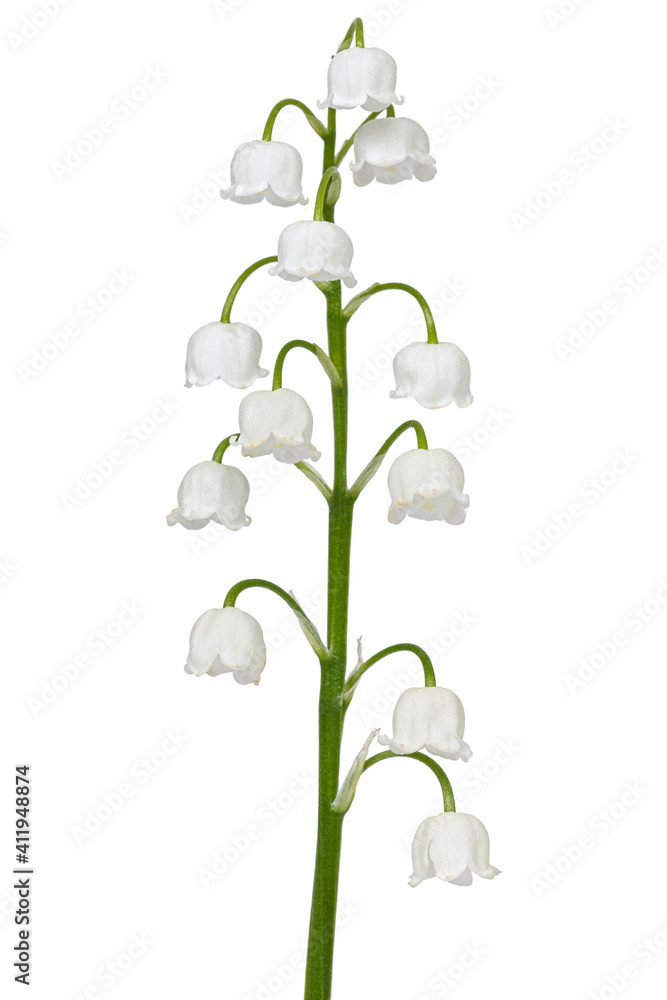 White flowers of lily of the valley, lat. Convallaria majalis, isolated on white background