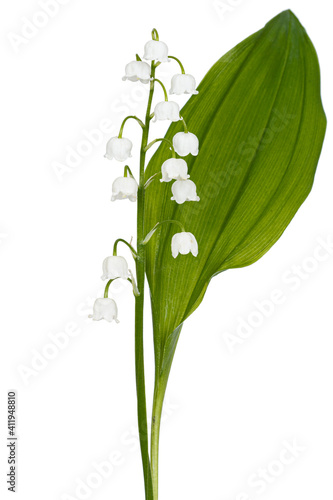 White flowers of lily of the valley  lat. Convallaria majalis  isolated on white background