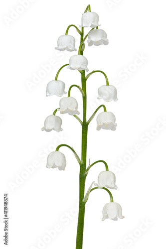 Obraz na płótnie White flowers of lily of the valley, lat. Convallaria majalis, isolated on white background w salonie