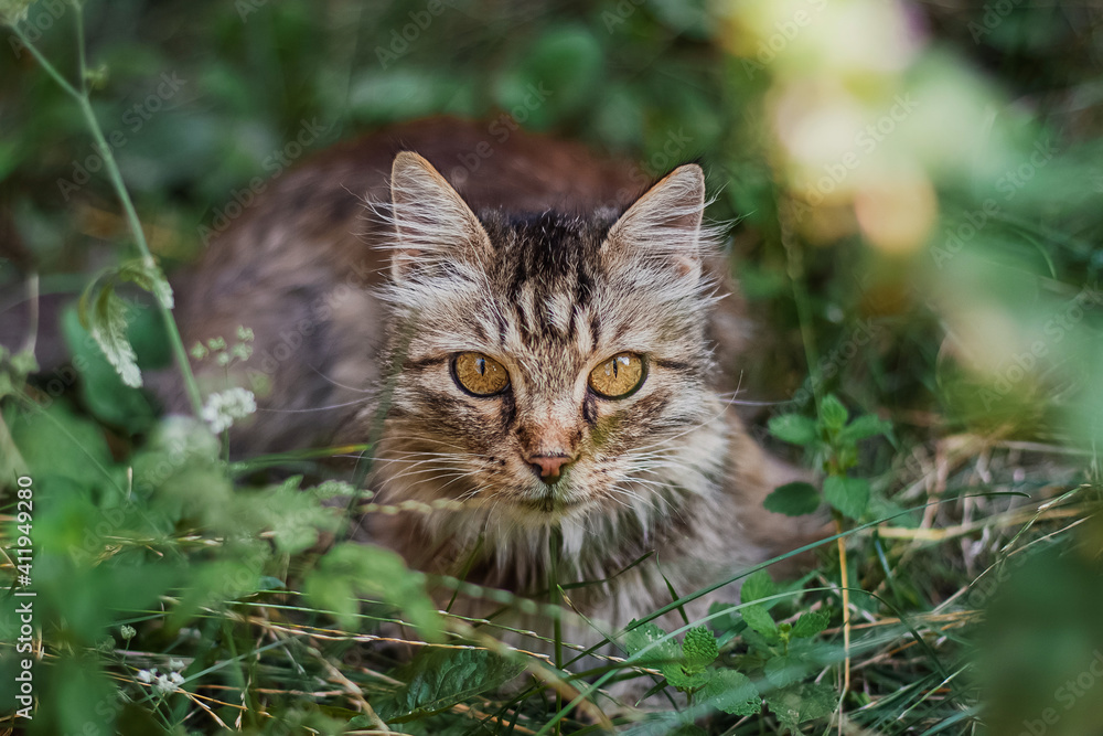 Little gray kitten portrait on green grass background