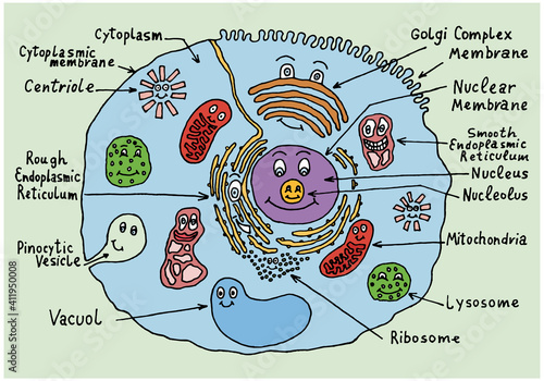 The structure of a human cell in a doodle style for teaching children, the elements of the cell are drawn with eyes and smiles. Hand drawn.