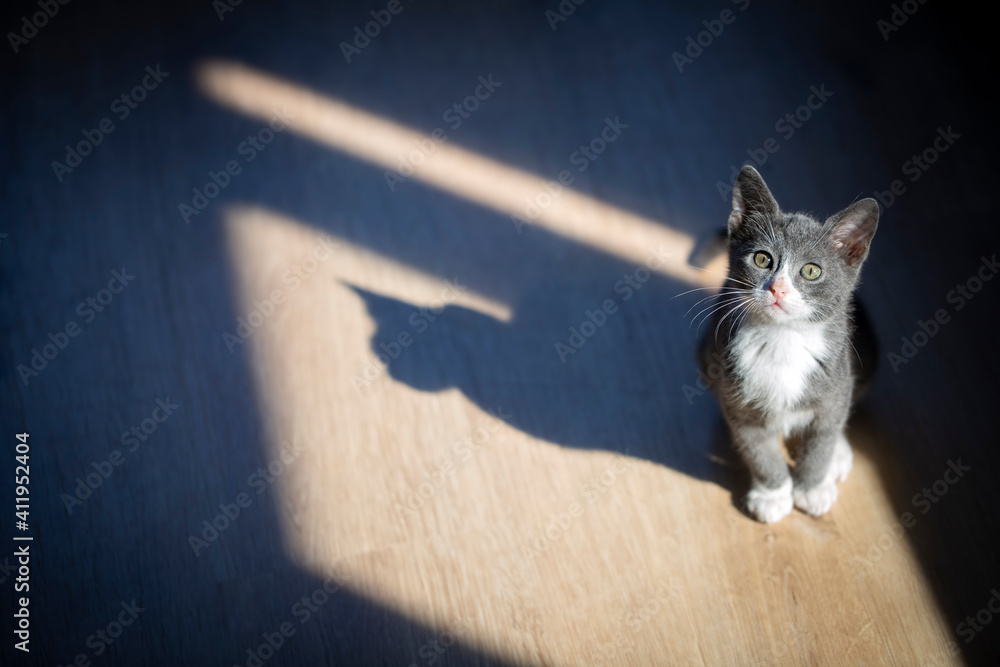 Cute cat and cat's shadow
