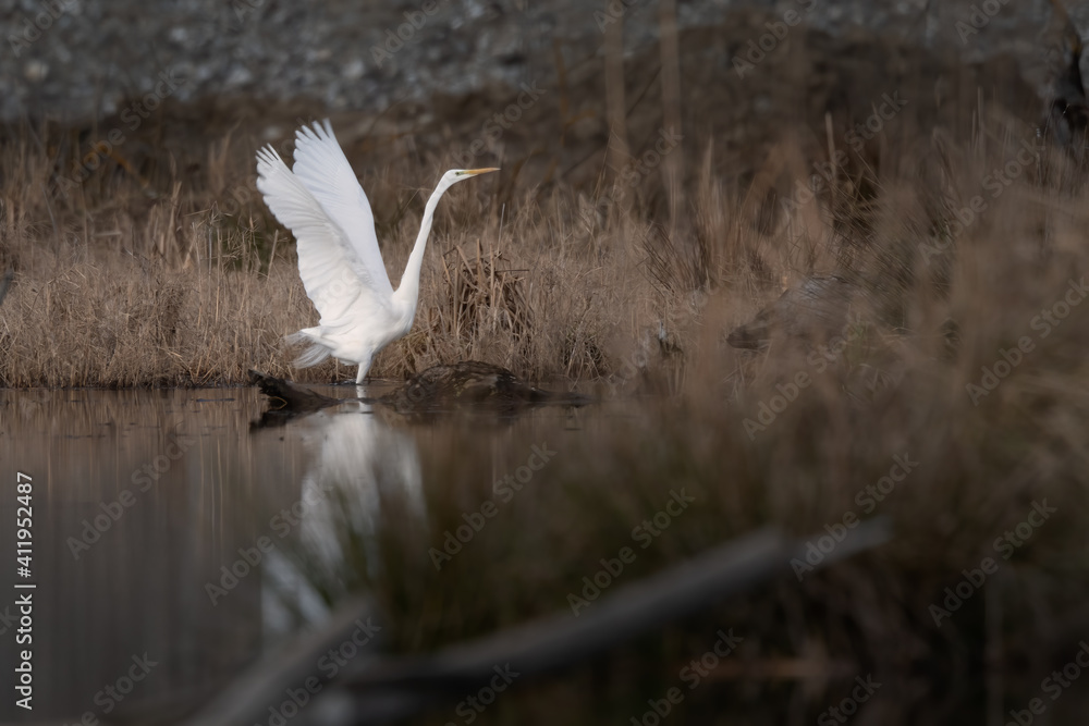 Great Egret (Ardea alba) standing on the edge of a lake and Spreads its Wings , Egret Reflection on Water Great Egret (Ardea alba) standing on the edge of a lake and Spreads its Wings , Egret Reflection on Water