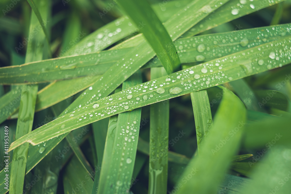 Green reed grass with dew drops. Green reed grass with dew drops.