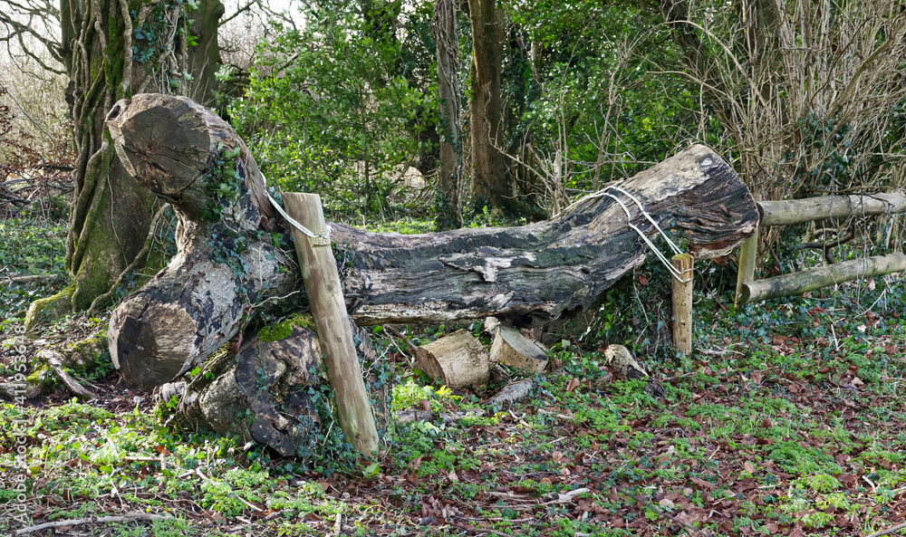 felled tree trunk used as an eventing horse jump