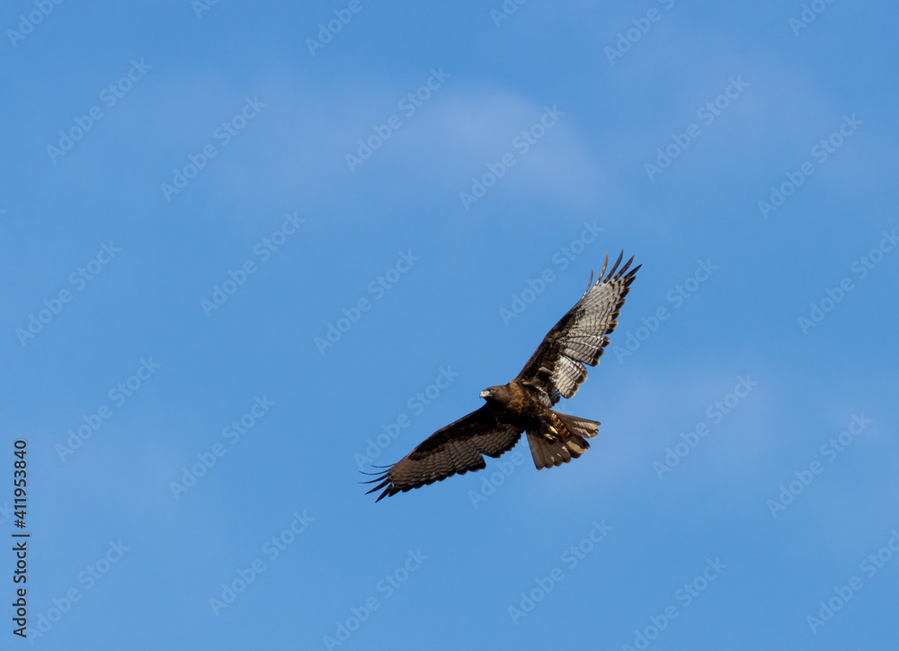 Golden Eagle in Flight