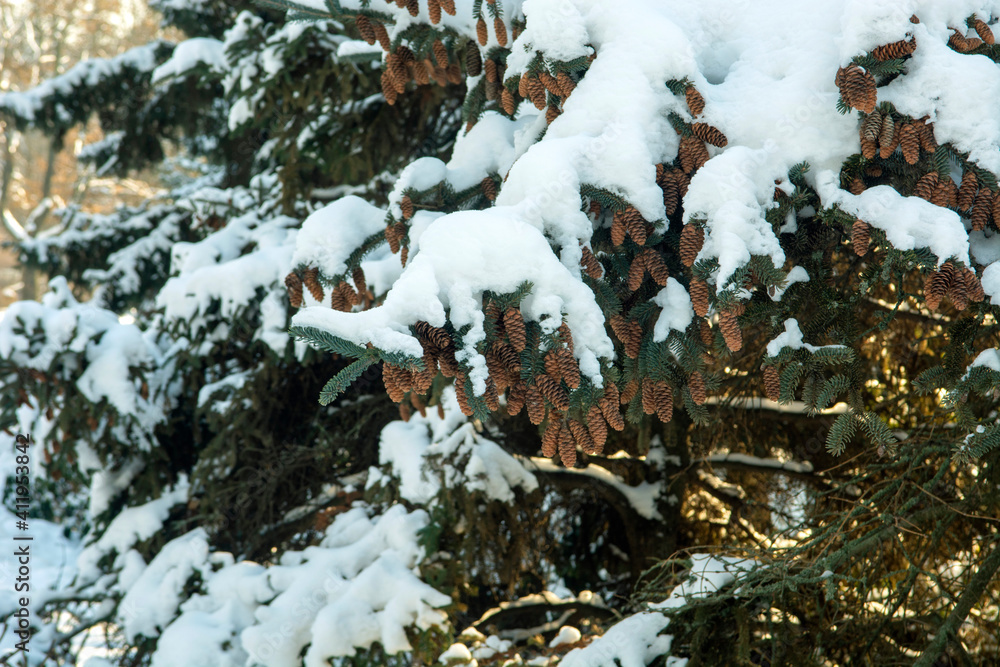 Pine cones and spruce branch covered with snow Pine cones and spruce branch covered with snow