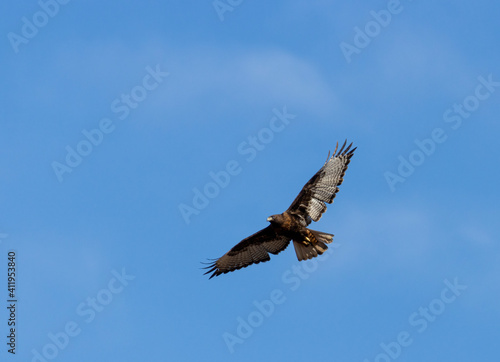 Golden Eagle in Flight © swkrullimaging