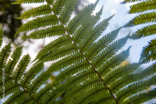 Fotografia de Natureza