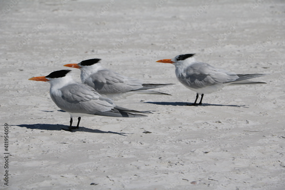 Sterninae Terns at Siesta Key on Crescent Beach, Florida USA Sterninae Terns at Siesta Key on Crescent Beach, Florida USA