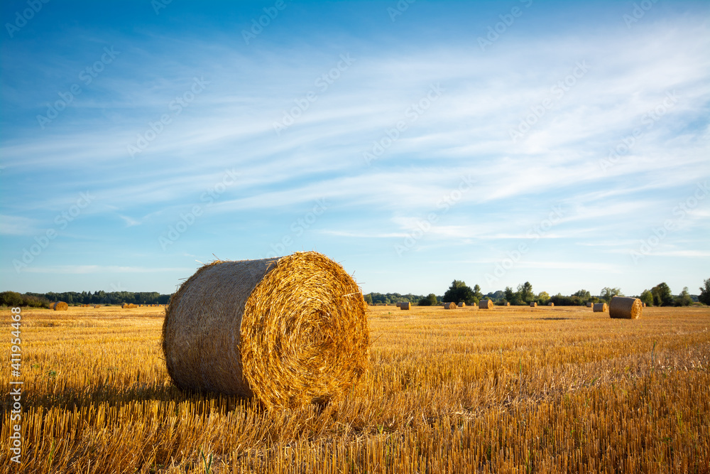 Evening landscape of straw bales on agricultural field. Countryside landscape