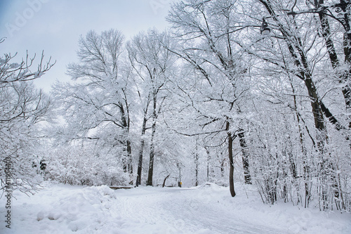 Winter scene with snow covered trees and roads in a park, Brooklyn, NY. Cold weather © Renata