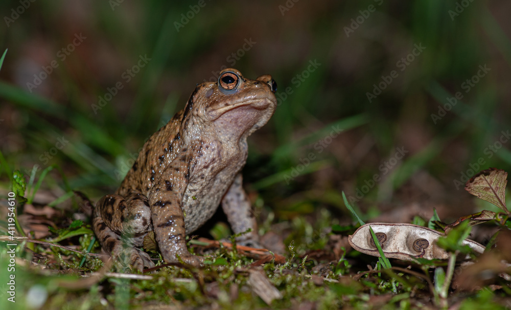 Männliche Erdkröte (Bufo bufo) auf Brautschau Männliche Erdkröte (Bufo bufo) auf Brautschau