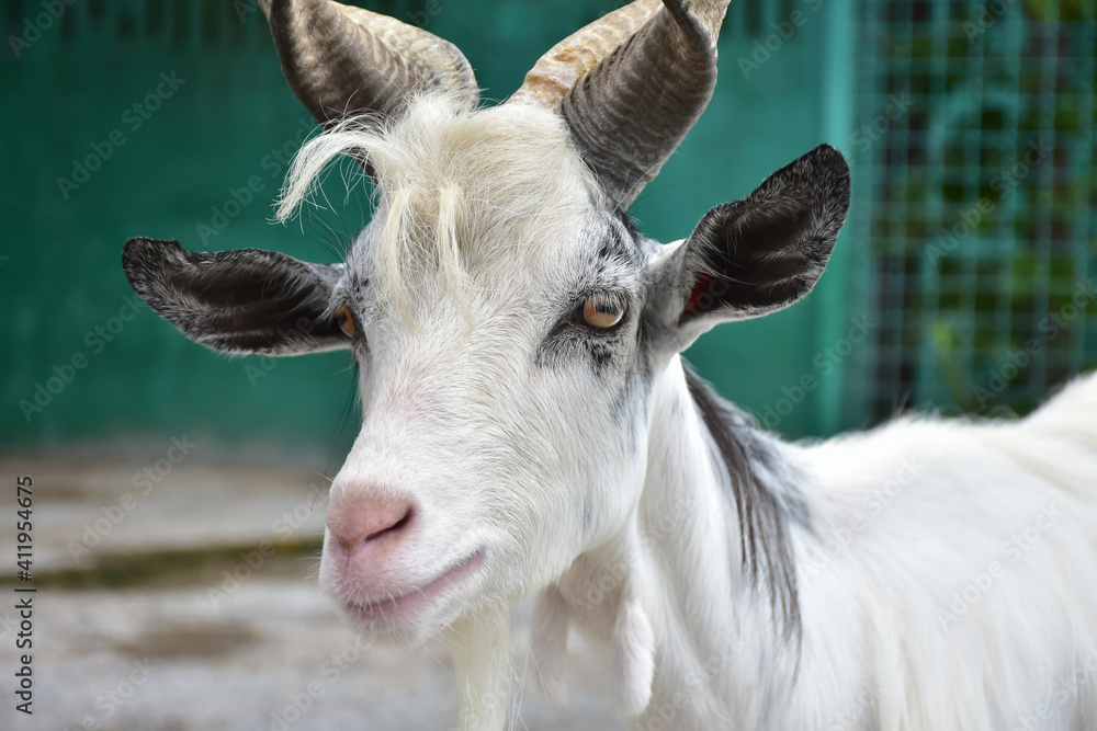 Portrait of a white goat with swirling horns on a turquoise background Portrait of a white goat with swirling horns on a turquoise background