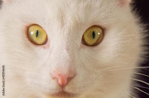White cat with yellow eyes looking straight up on a black background