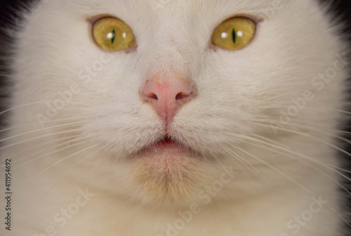 White cat with yellow eyes looking straight up © VladR