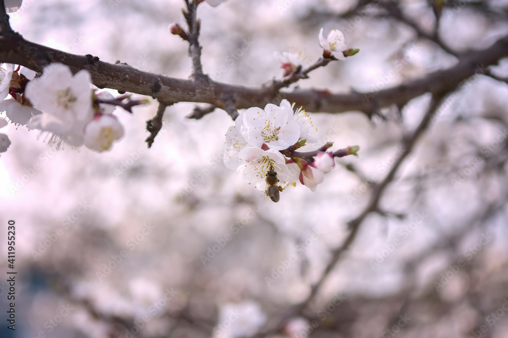 Blooming twig of apricots in the spring garden Blooming twig of apricots in the spring garden