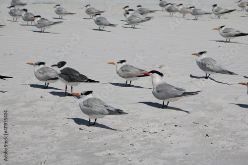 Terns at Siesta Key on Sarasota Beach, Florida USA