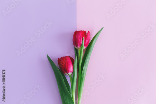 Tender pink tulips on pastel violet and pink background. Greeting card for Women s day. Flat lay.