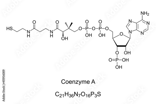 Coenzyme A, chemical formula and skeletal structure. Coenzyme, notable for its role in synthesis and oxidation of fatty acids, and oxidation of pyruvate in the citric acid cycle. Illustration. Vector. photo