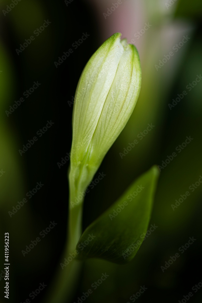 Beautiful flower details in macrophotography Beautiful flower details in macrophotography