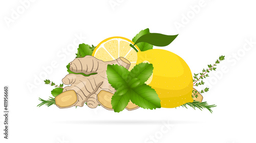 Ginger root slices, lemon, mint leaves, thyme, rosemary. Vector illustration, white background. Natural home remedies, cold and flu treatment. Elements for menu, cosmetics, packaging