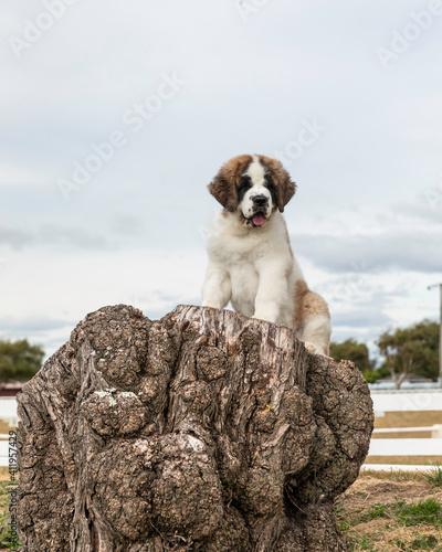 Saint Bernard baby sitting on a tree stump