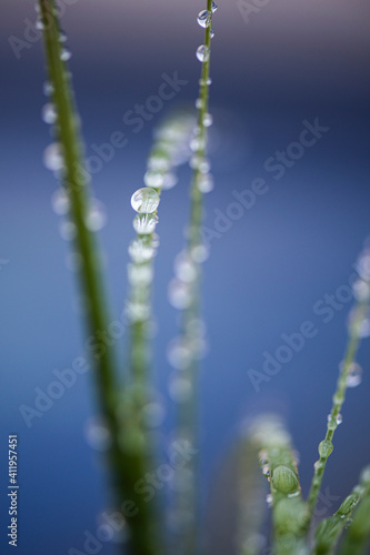 Beautiful flower details in macrophotography 