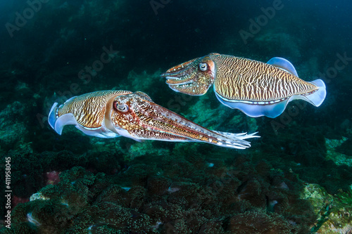 Pair of Cuttlefish on the coral reef at Black Rock in the Mergui Archipelago of Myanmar