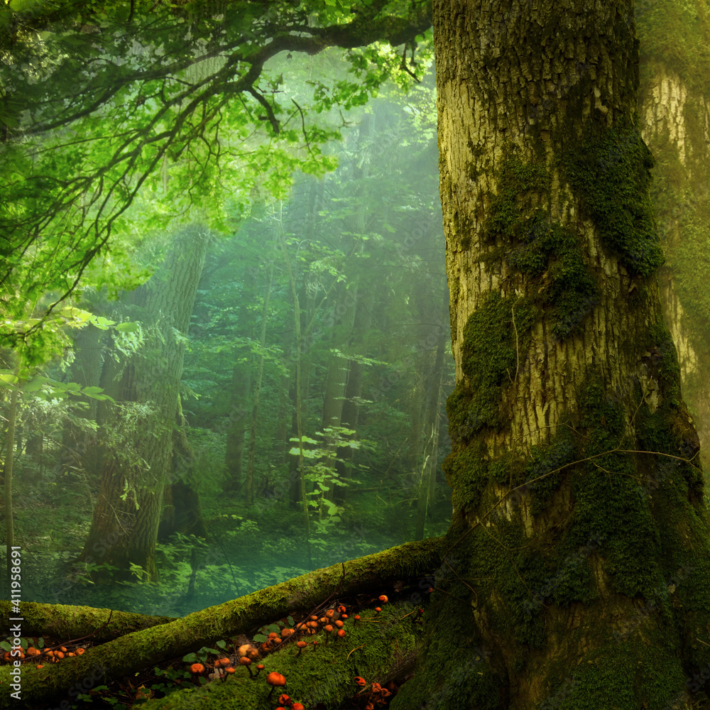 Summer forest landscape, mossy tree, green foliage, shaped branch, transparent haze, red mushrooms