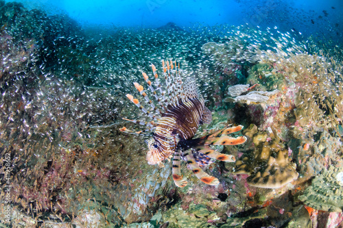 Common Lionfish on a coral reef at Black Rock in the Mergui Archipelago, Myanmar