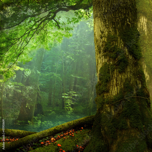 Fototapeta Naklejka Na Ścianę i Meble -  Summer forest landscape, mossy tree, green foliage, shaped branch, transparent haze, red mushrooms