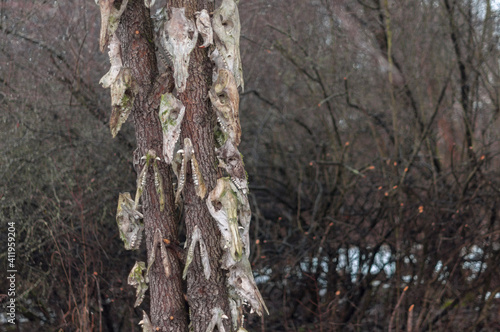 Fototapeta Naklejka Na Ścianę i Meble -  Bone totem in the middle of the forest